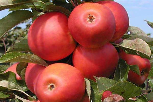Apple tree Daren -bilde
