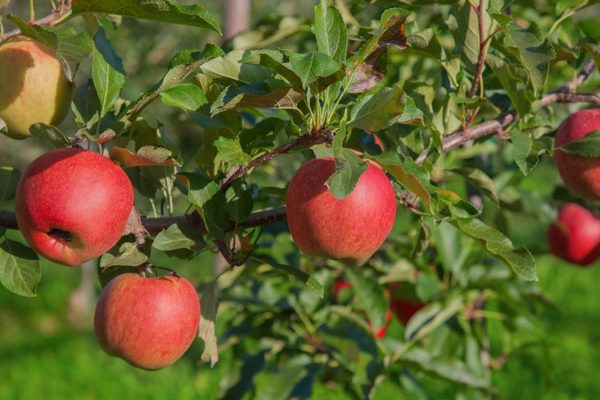 Penerangan Chernenko Apple-tree Julai