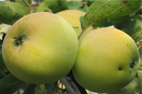 Apple tree Kazanischenskoe photo