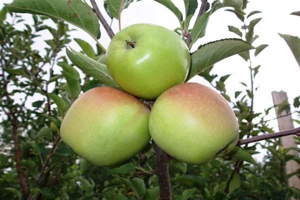 Apple tree Kore -bilde