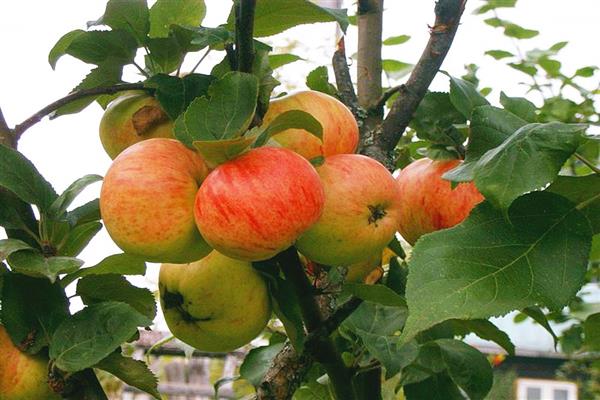 Ябълково дърво Кафява снимка
