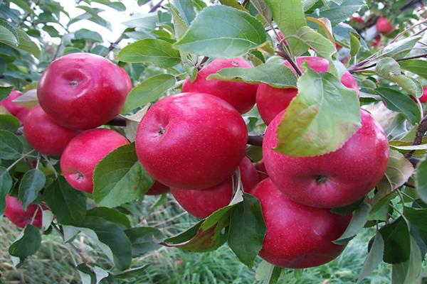 ต้นแอปเปิ้ลแดง ภาพถ่าย
