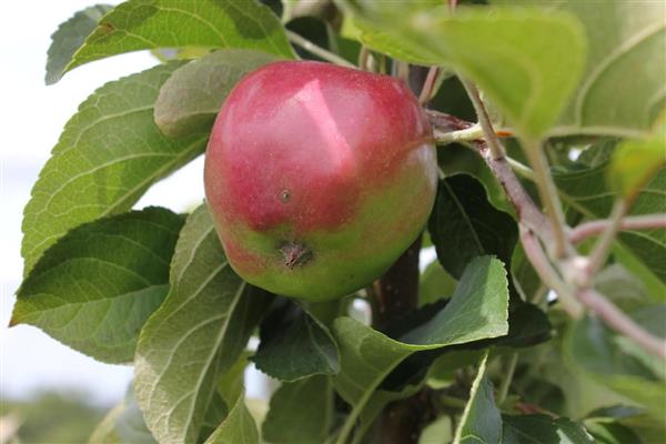 Fotografia Kubana z jablone