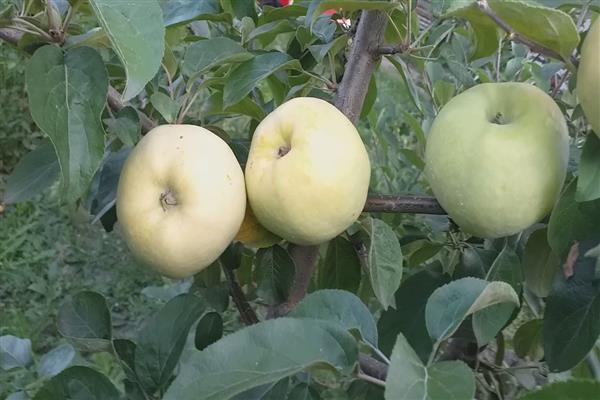 Apple tree Kuibyshev bilde