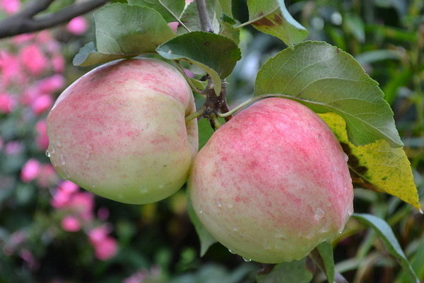 Pokok epal Kurnakovskoe