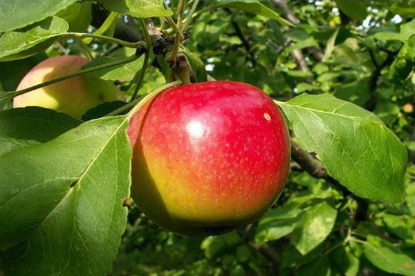 Fotografija stabla jabuke Quinti