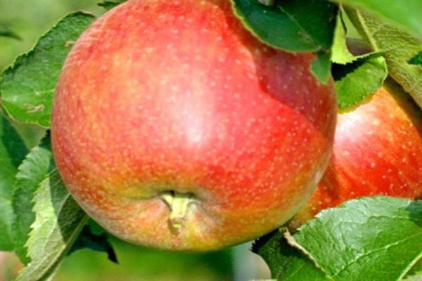 Fotografija stabla jabuke Lambourne