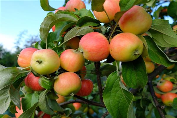 Elma ağacı Martyanovskoe fotoğrafı