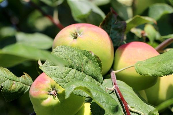 Apple tree Nadezhda photo