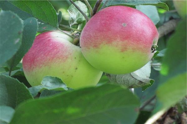 Olimpijska fotografija stabla jabuke