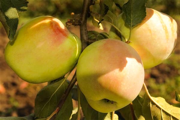 Pokok epal Memori gambar Esaulu