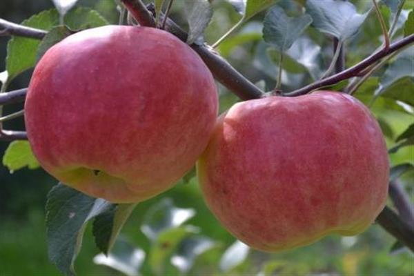 Apple tree in Memory of Khitrovo photo