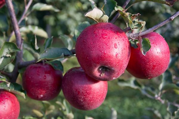 Pokok epal dalam foto Memory of Ulyanishchev