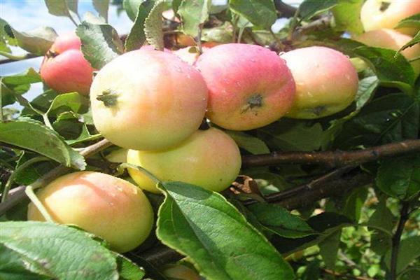 Foto pokok epal Pavlusha
