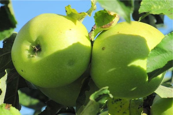 Gambar pokok epal Pepin London