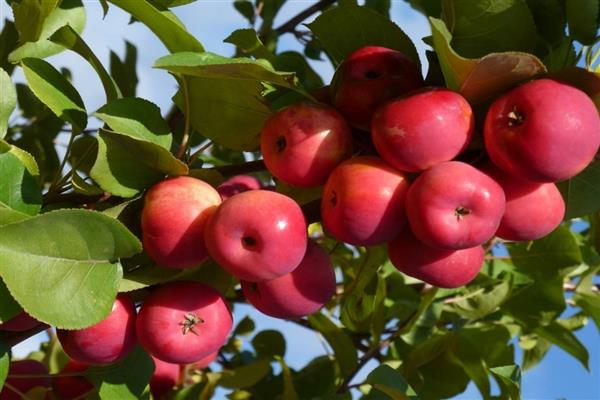 Apple tree Firstborn of Buryatia photo