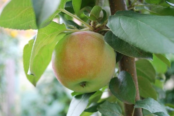 Elma ağacı Kardelen