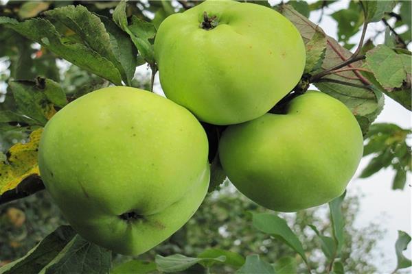 Ябълково дърво Отлична снимка