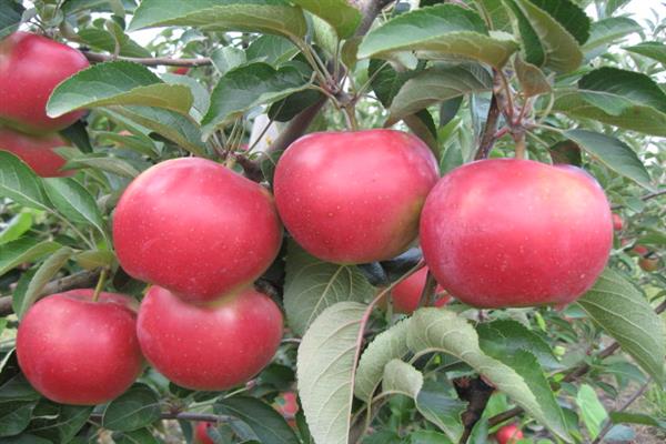 Fotografija jabuke Prikubanskoe