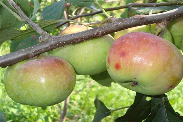 Apple tree Primorskoe photo