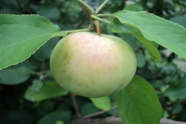 Apfelbaum Frühes Bolonyaeva Foto