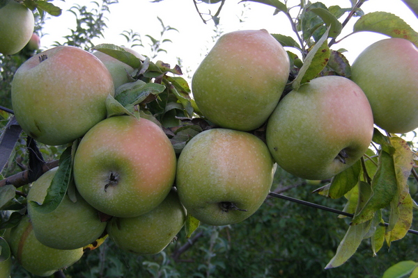 Pokok epal Renet Simirenko