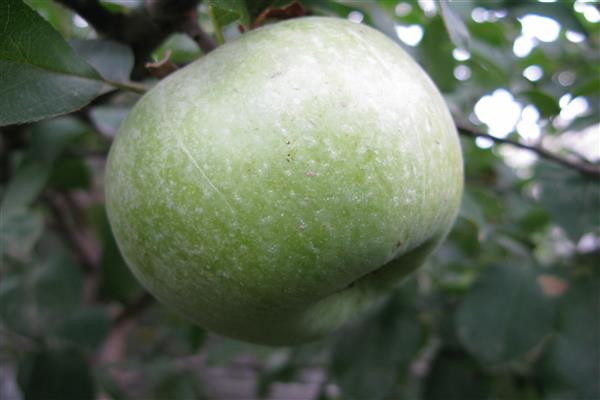 Apple tree Renet Simirenko foto