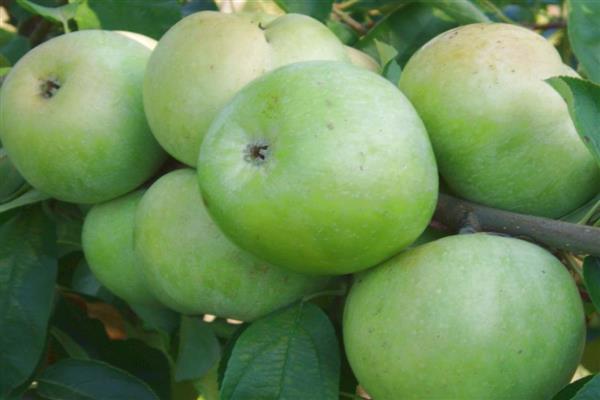 Apple-tree Renet Caucasian photo