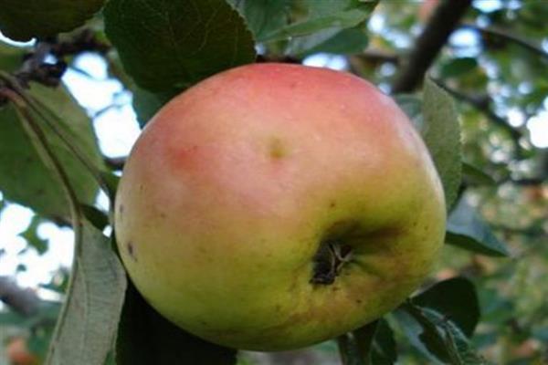 Ябълково дърво Ренет рисувана снимка