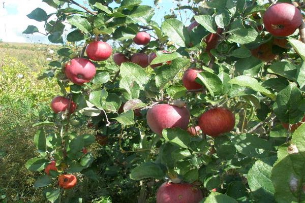 รูปต้นแอปเปิ้ล Rossosh สีแดงเข้ม