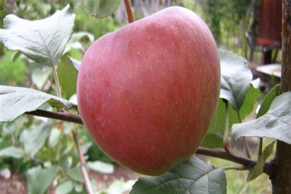شجرة التفاح روسوش مخطط الصورة