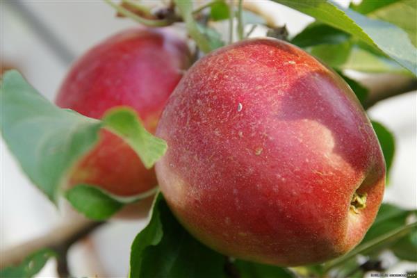 ต้นแอปเปิ้ล Rossoshanskoe ภาพถ่ายแสนอร่อย