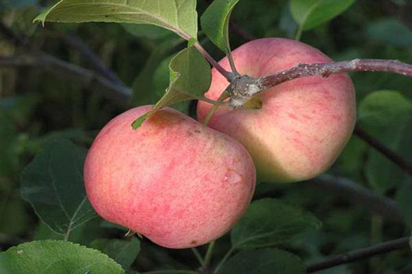 Fotografia sverdlovskej farby Apple-tree Blush