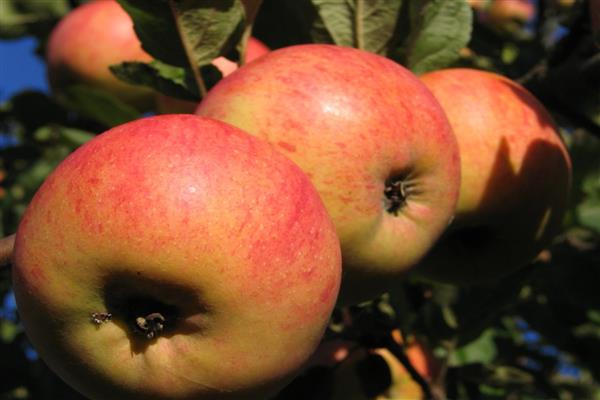 Apple tree Streyfling -bilde
