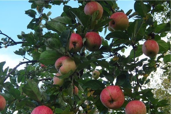 Описание на ябълково дърво Strifel
