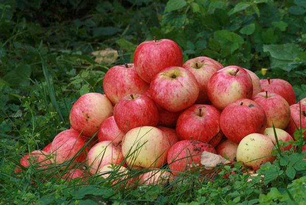 Apple tree Strifel beskrivelse