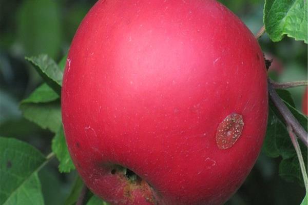 Apple tree safare photo