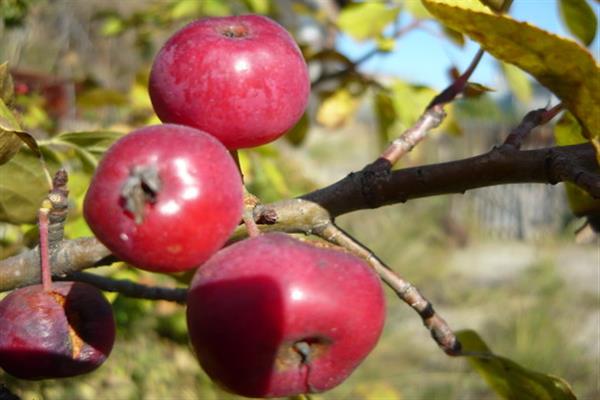 ต้นแอปเปิ้ล ต้นกล้า Kravchenko ภาพถ่าย