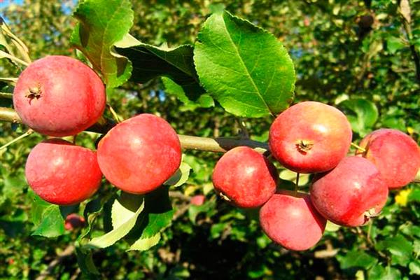 Apple tree Siberian souvenir photo