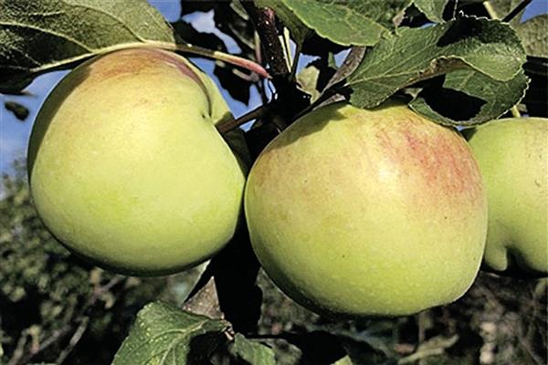 Gambar pokok epal Sinap Orlovsky