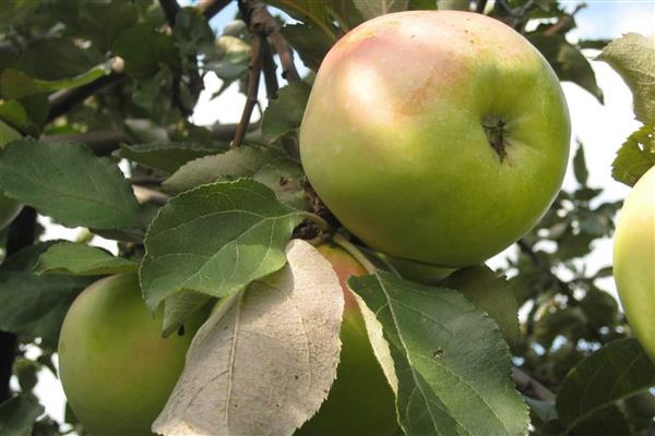 ต้นแอปเปิ้ล ภาพถ่าย Sinap Orlovsky