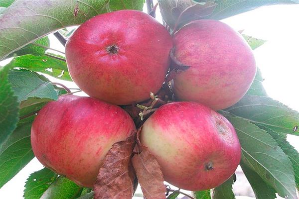 Apple tree Slava Primorye photo