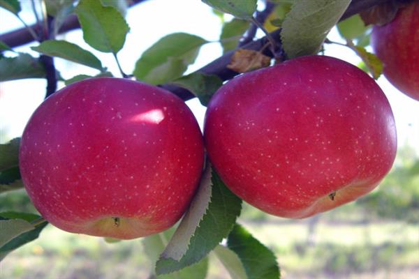 Apple tree Glory sa nagwagi ng larawan