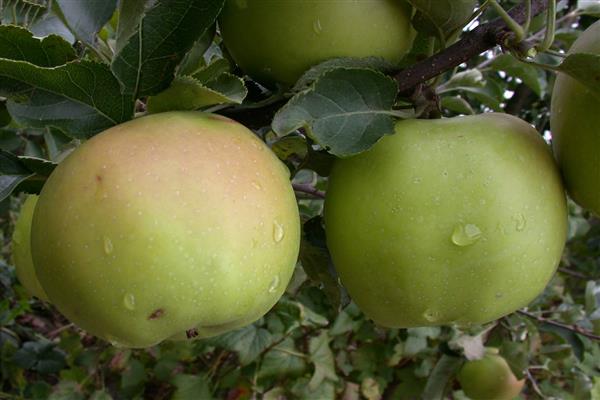 ต้นแอปเปิ้ล ภาพถ่าย Sokolovskoe