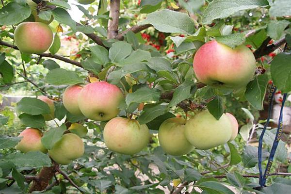 Apple tree State farm photo