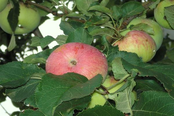 Larawan ng Apple tree Spartak
