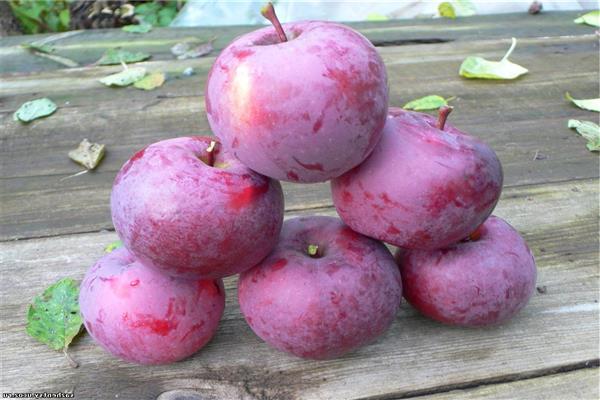 Spartanska fotografija stabla jabuke