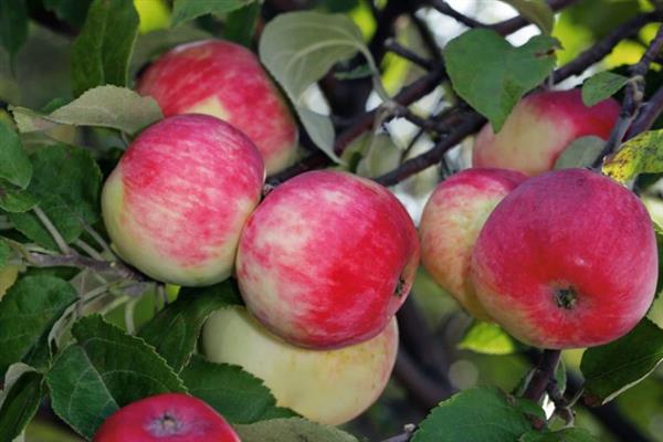 Ябълково дърво Тънка снимка