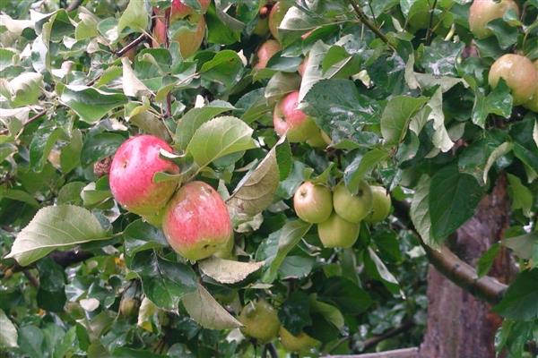 Apple tree Apple saved photo