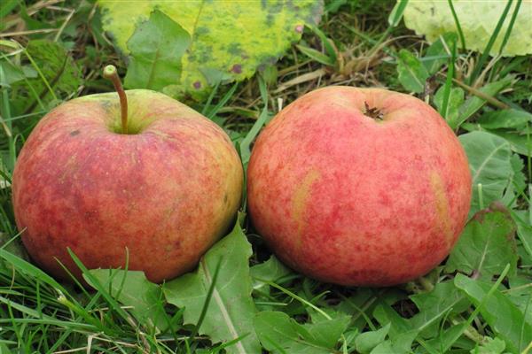 Cây táo Ảnh nghệ tây mùa đông
